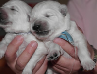 der kleine & der Gro&szlig;e